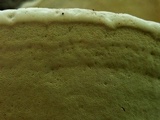 Ganoderma lobatum image