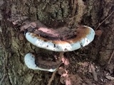 Ganoderma lobatum image