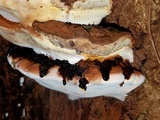 Ganoderma lobatum image