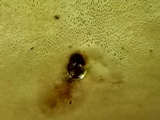 Ganoderma lobatum image