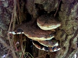 Ganoderma lobatum image