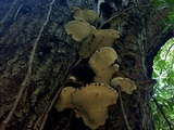 Ganoderma lobatum image