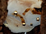 Ganoderma lobatum image