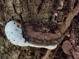 Ganoderma lobatum image