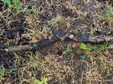 Propolis farinosa image