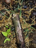 Propolis farinosa image