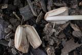 Parasola auricoma image
