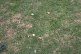 Lycoperdon pratense image