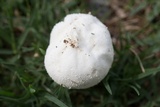 Lycoperdon pratense image