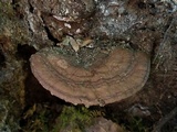 Ganoderma lobatum image