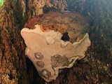 Ganoderma lobatum image