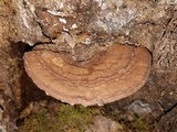 Ganoderma lobatum image