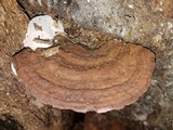 Ganoderma lobatum image
