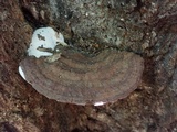 Ganoderma lobatum image