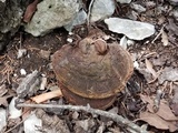 Ganoderma lobatum image