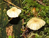Lichenomphalia umbellifera image
