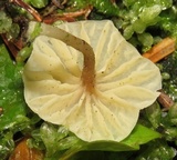 Lichenomphalia umbellifera image