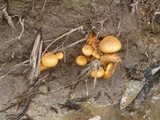 Gymnopilus rugulosus image
