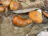 Gymnopilus rugulosus image