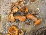 Gymnopilus rugulosus image