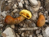 Gymnopilus rugulosus image