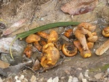 Gymnopilus rugulosus image