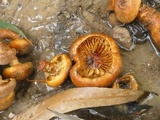 Gymnopilus rugulosus image