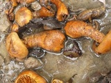 Gymnopilus rugulosus image