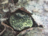 Diatrype virescens image
