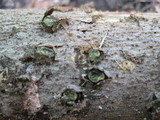 Diatrype virescens image