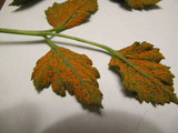 Gymnoconia nitens image