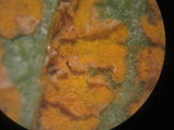 Gymnoconia nitens image