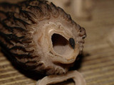 Morchella snyderi image