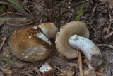 Xanthoconium affine image