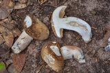 Xanthoconium affine image
