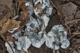 Kretzschmaria deusta image