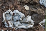 Kretzschmaria deusta image
