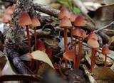 Mycena kuurkacea image
