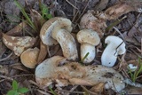 Xanthoconium affine image