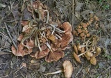 Desarmillaria tabescens image