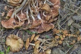 Desarmillaria tabescens image