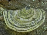 Fomes fasciatus image
