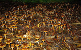 Pholiota communis image