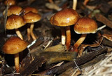 Pholiota communis image