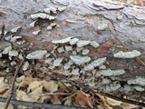 Trichaptum abietinum image