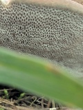 Trametes gibbosa image