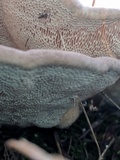 Trametes gibbosa image