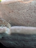 Trametes gibbosa image