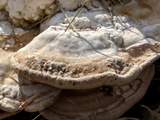 Trametes gibbosa image