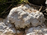 Trametes gibbosa image